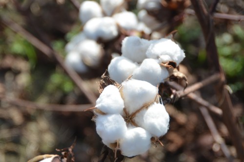 cotton-boll-10-22-2016-9-38-13-am