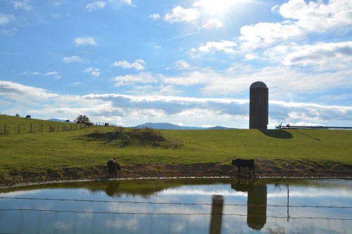 cows-silo-lake-10-28-2016-10-19-31-am