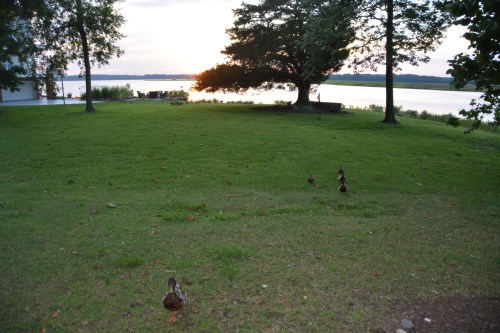 ducks-and-cedar-7-5-2016-8-18-44-pm