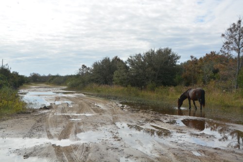 horse-and-flooded-street-10-21-2016-10-51-27-am