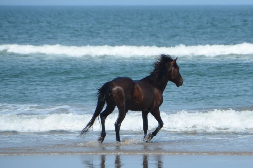 stallion-running-by-the-ocean-5-25-2016-4-10-011