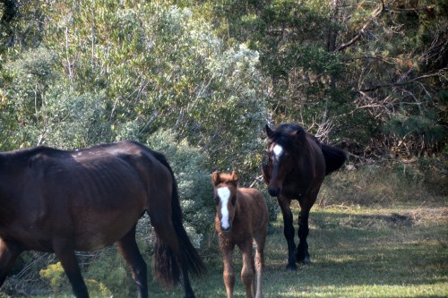 gregorio-1-11-2-2016-10-28-37-am