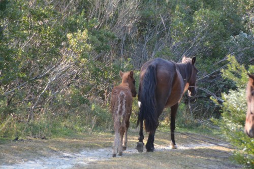 gregorio6-11-2-2016-10-28-47-am-11-2-2016-10-28-47-am