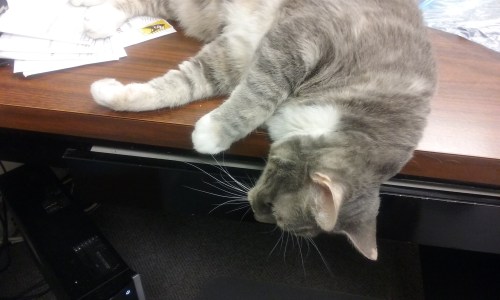 gypsy-hangover-11-8-2016-1-37-32-pm