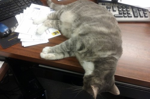 gypsy-hangover2-11-8-2016-1-38-41-pm