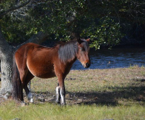 horse-by-tree-11-10-2016-1-34-17-pm
