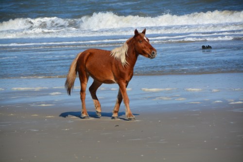 horse-on-the-beach-11-17-2016-1-57-47-pm