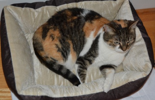 sundae-in-bed2-11-9-2016-8-20-26-pm