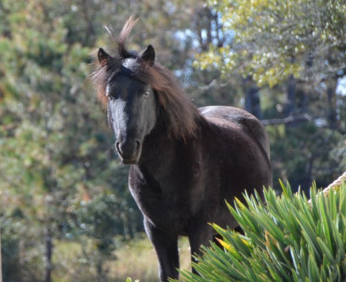 windblown-stallion-11-10-2016-1-31-18-pm