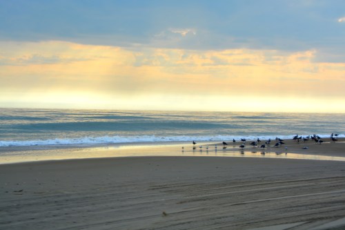 gulls-11-2-2016-9-52-15-am