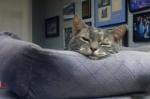 gypsy-6-9-2016-6-45-07-pm