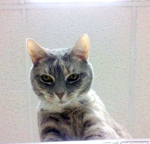 gypsy1-11-30-2016-8-30-01-am