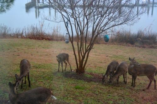 6-deer-1-22-2017-7-33-23-am