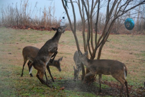 birdfeeder-1-22-2017-7-30-07-am