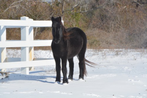 black-horse-by-fence-1-8-2017-1-38-07-pm