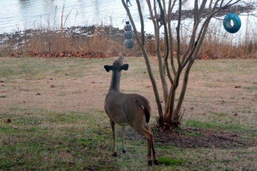 deer-and-birdfeeder-1-12-2017-4-13-59-pm