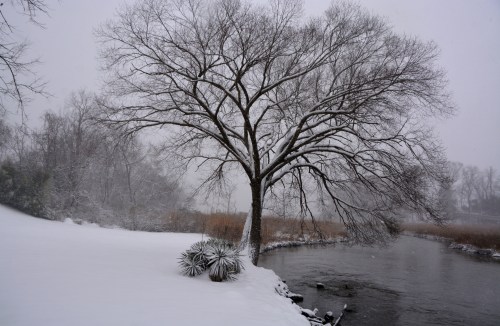 pond-and-tree-windsor-castle-1-7-2017-11-07-12-am