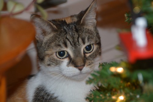 sundae-christmas-tree-12-24-2016-9-05-13-pm