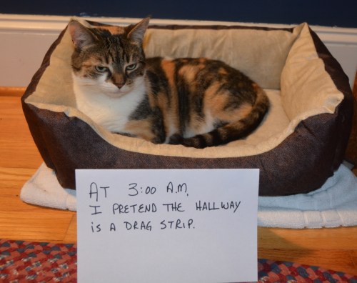 sundae1-1-27-2017-8-52-23-pm