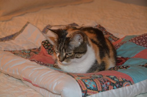 sundae3-1-15-2017-6-48-10-pm