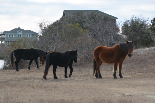 three-horses-12-31-2016-1-30-45-pm