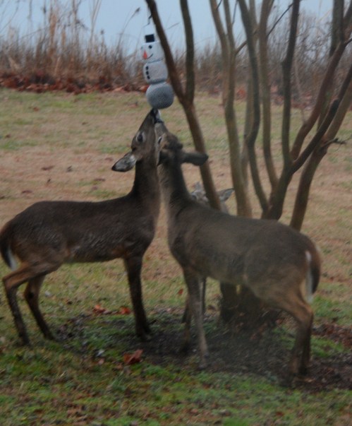 two-1-22-2017-7-30-10-am