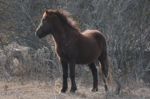 windblown-stallion-12-31-2016-1-39-33-pm