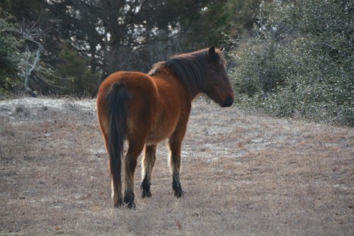 winter-fuzzies-12-31-2016-1-31-38-pm