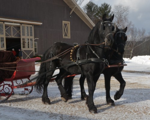 friesians-with-the-sleigh-1-29-2017-10-10-07-am