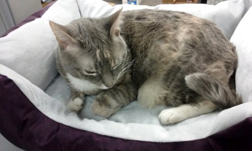 gyp-bed2-1-27-2017-2-02-36-pm