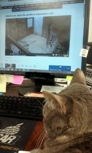 gypsy-watching-april