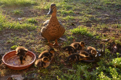 Wildlife Wednesday | these days of mine