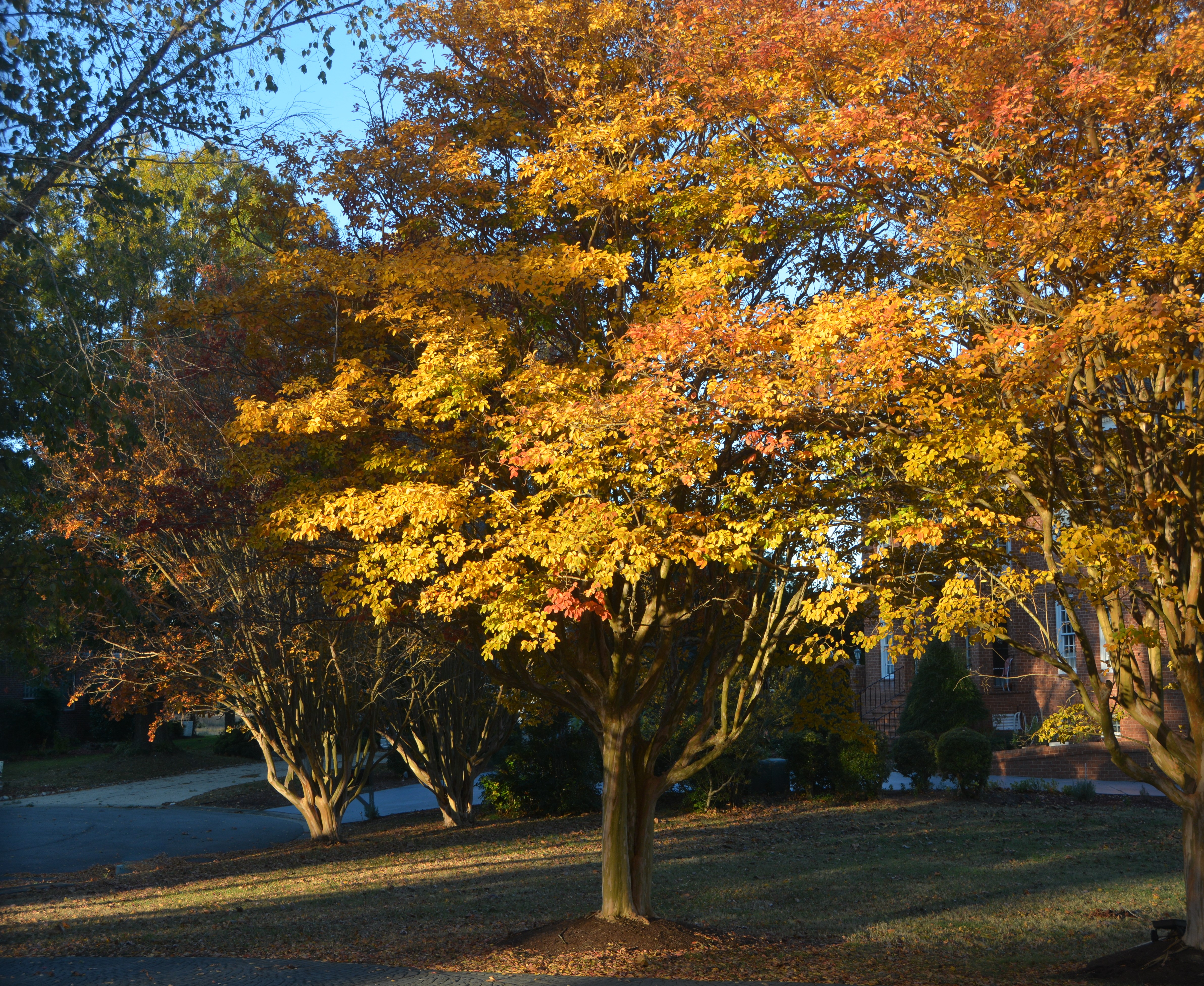 Windowpane Wednesday: Autumn | these days of mine