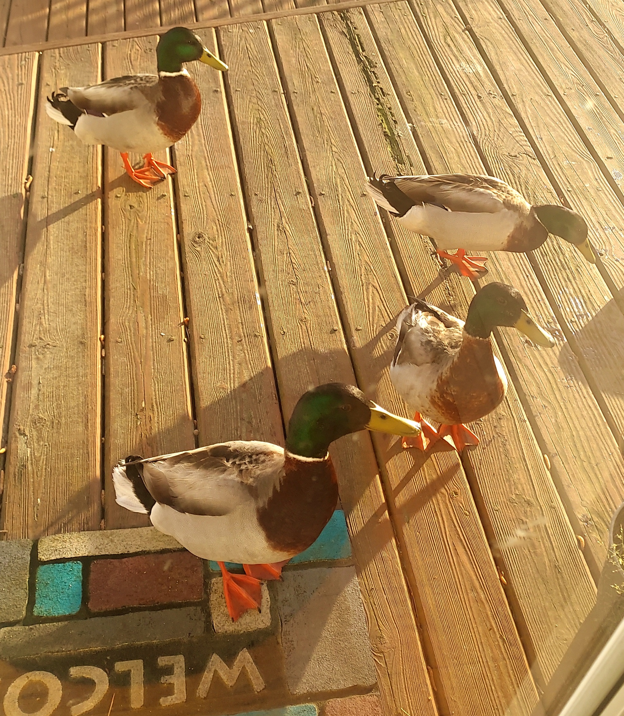 Wait Duck Windowpane Wednesday: The Breakfast Bunch | these days of mine